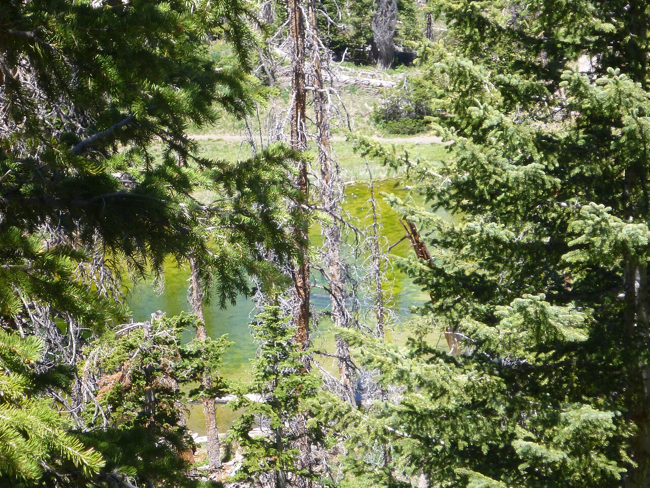 Alpine Pond Trail at Cedar Breaks with wildflowers and subalpine forest