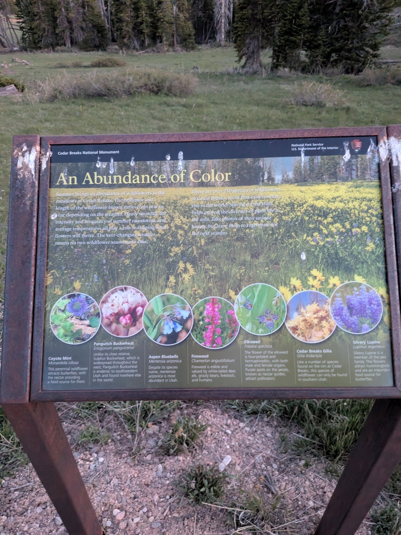 The Cedar Breaks wildflower sign in a subalpine meadow
