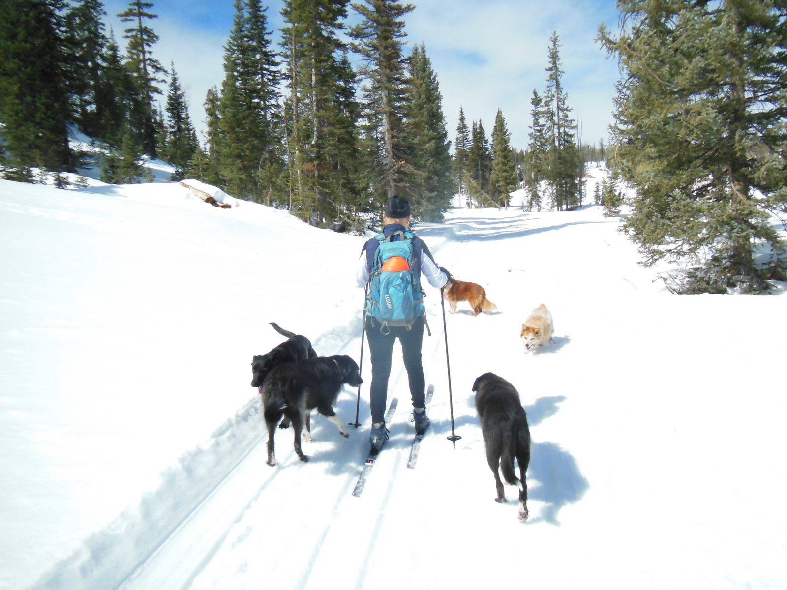 Cross-country skier and dogs on a groomed ski track through spruce forest on the Dixie National Forest