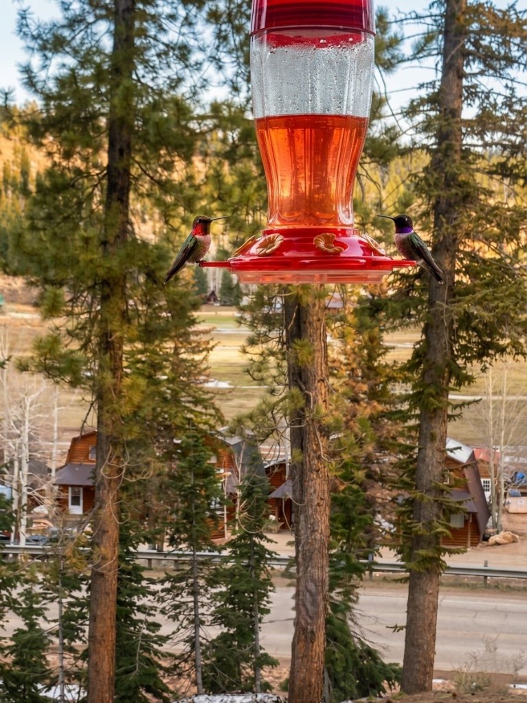 Hummingbirds at the feeder, deer in the meadow, and mountain wildlife all around the village