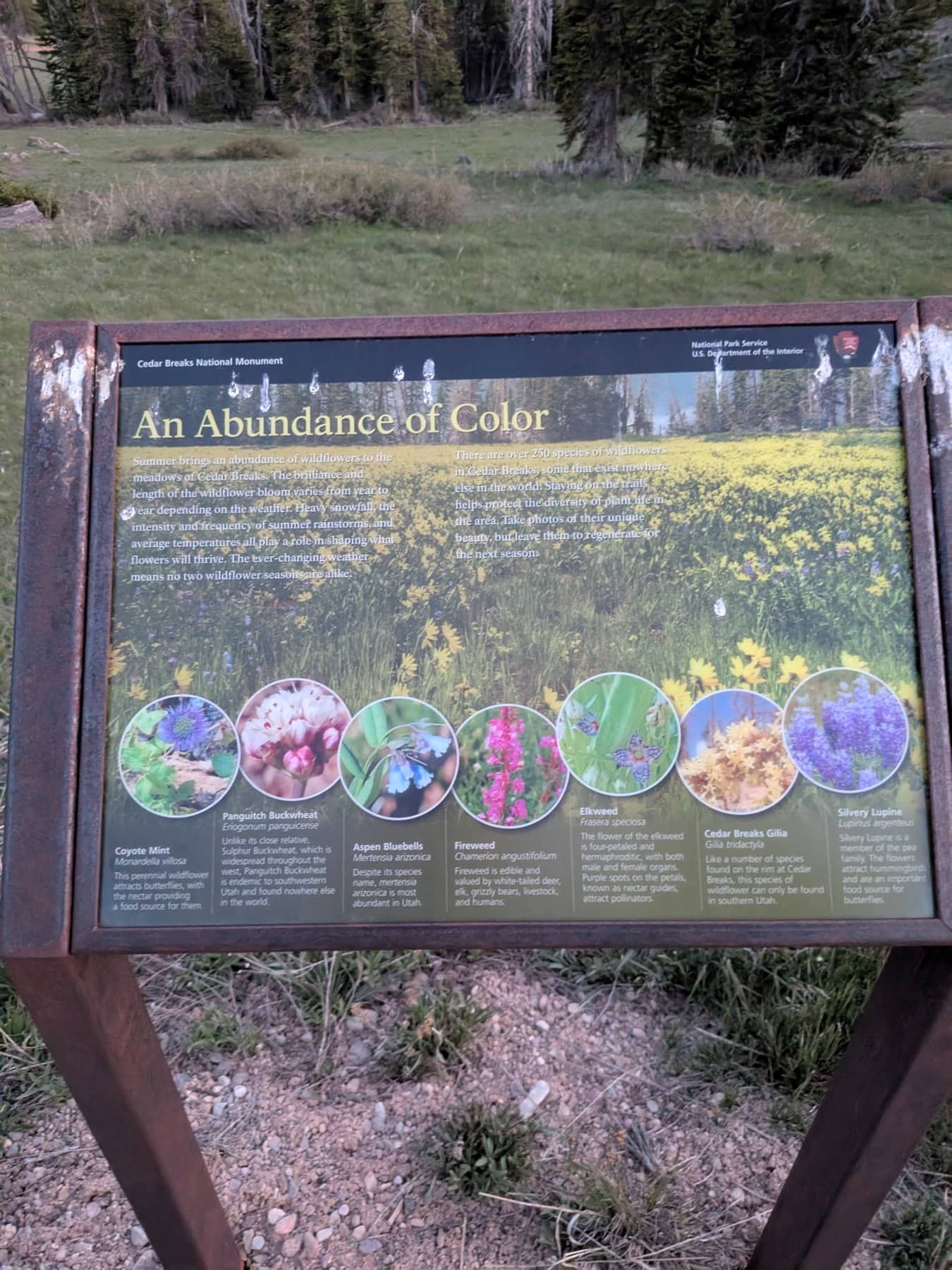 The National Park Service wildflower sign at Cedar Breaks, An Abundance of Color, standing in a subalpine meadow at dusk