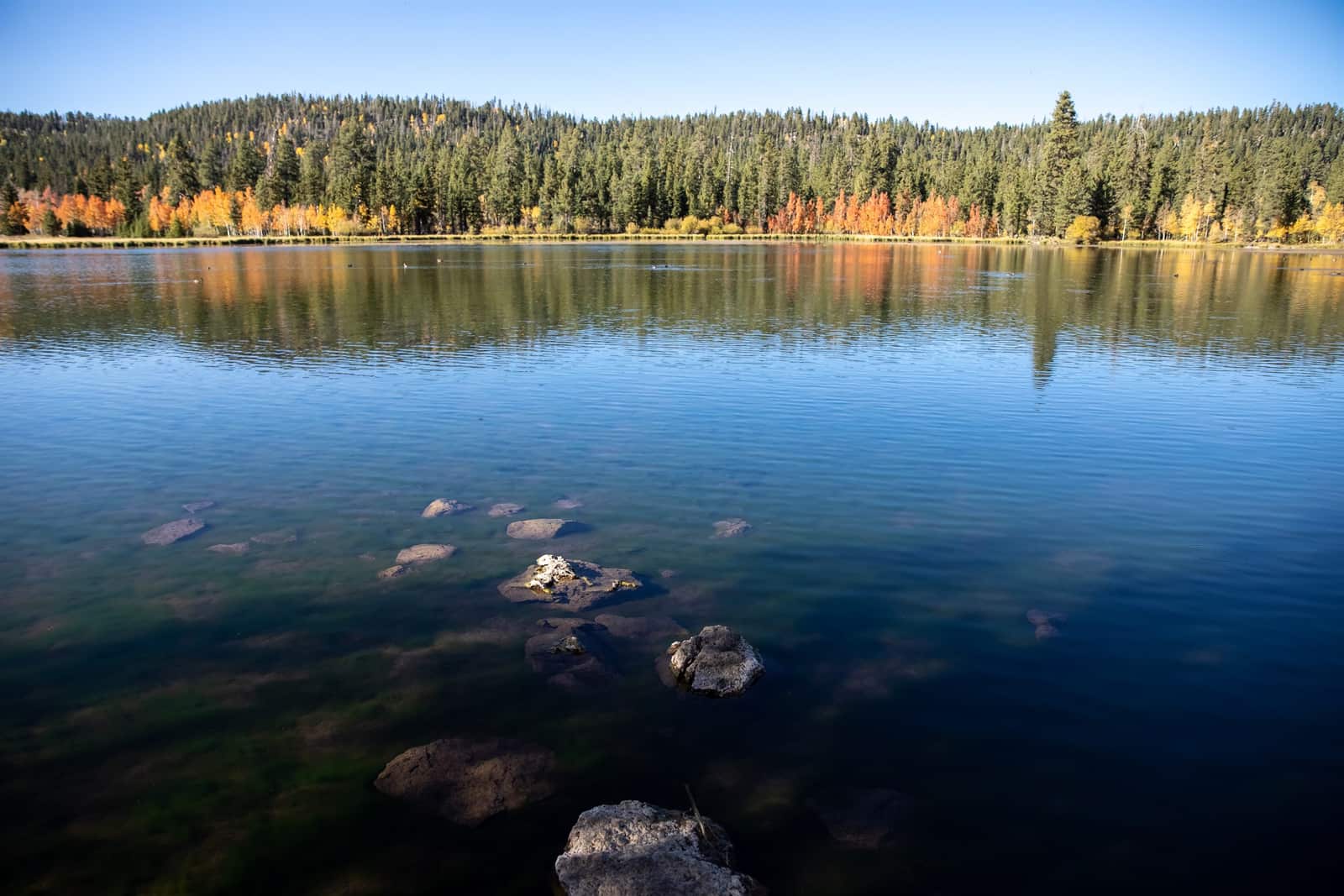 Duck Creek Pond in the village with evergreen forest around the shoreline