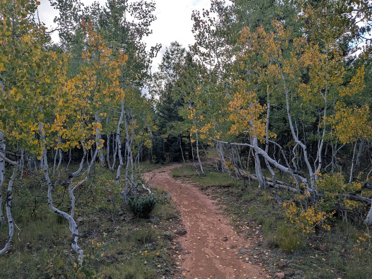A red dirt trail running between white aspen trunks with the first yellow coming into the canopy