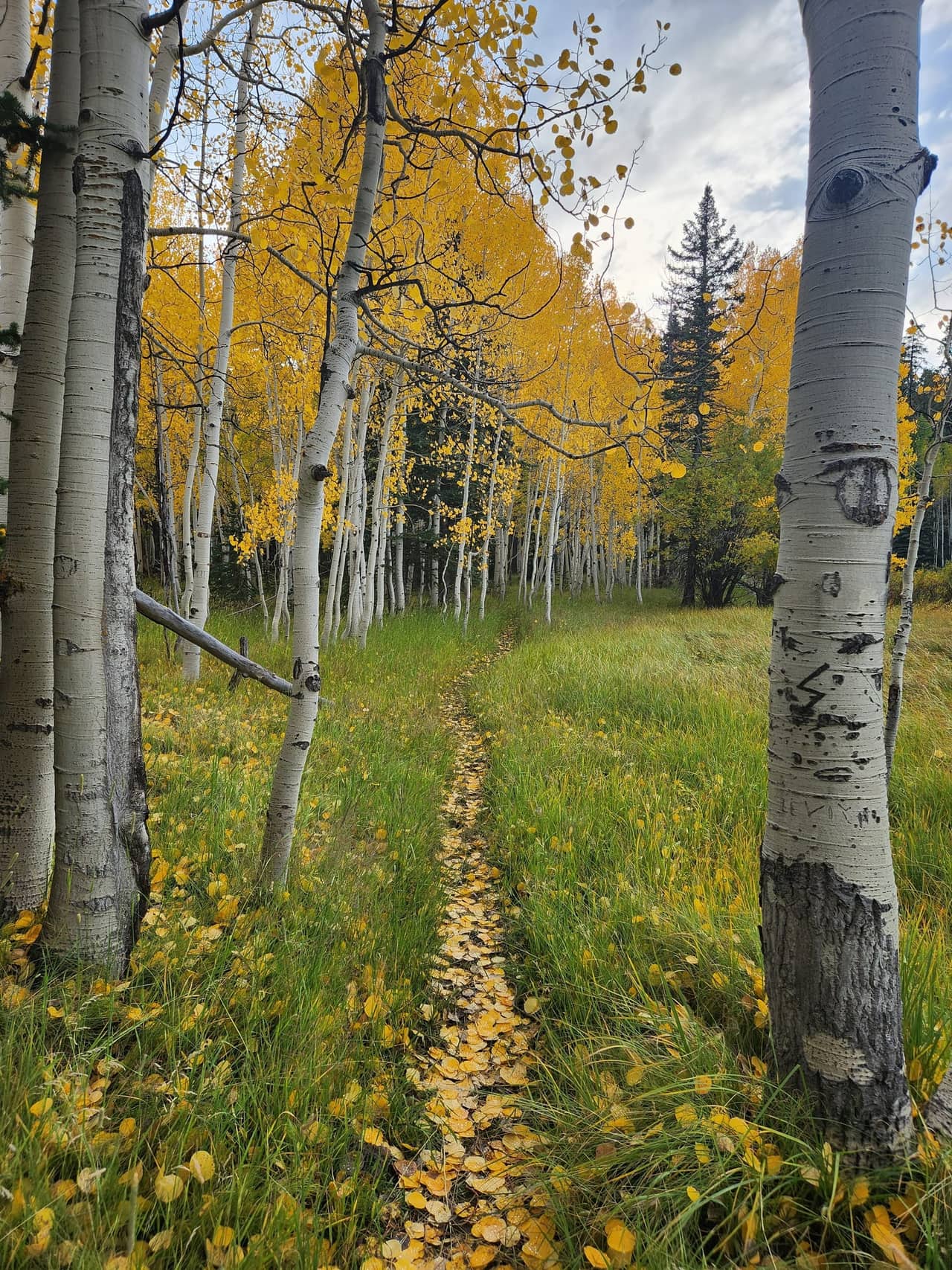 A narrow trail carpeted with fallen yellow aspen leaves running between white aspen trunks