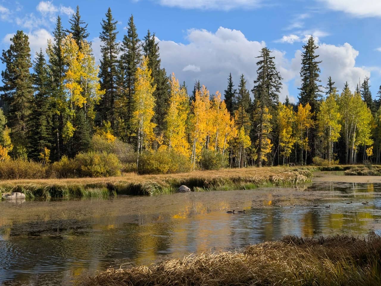 A wall of gold aspens reflected in the still water of Duck Creek Pond