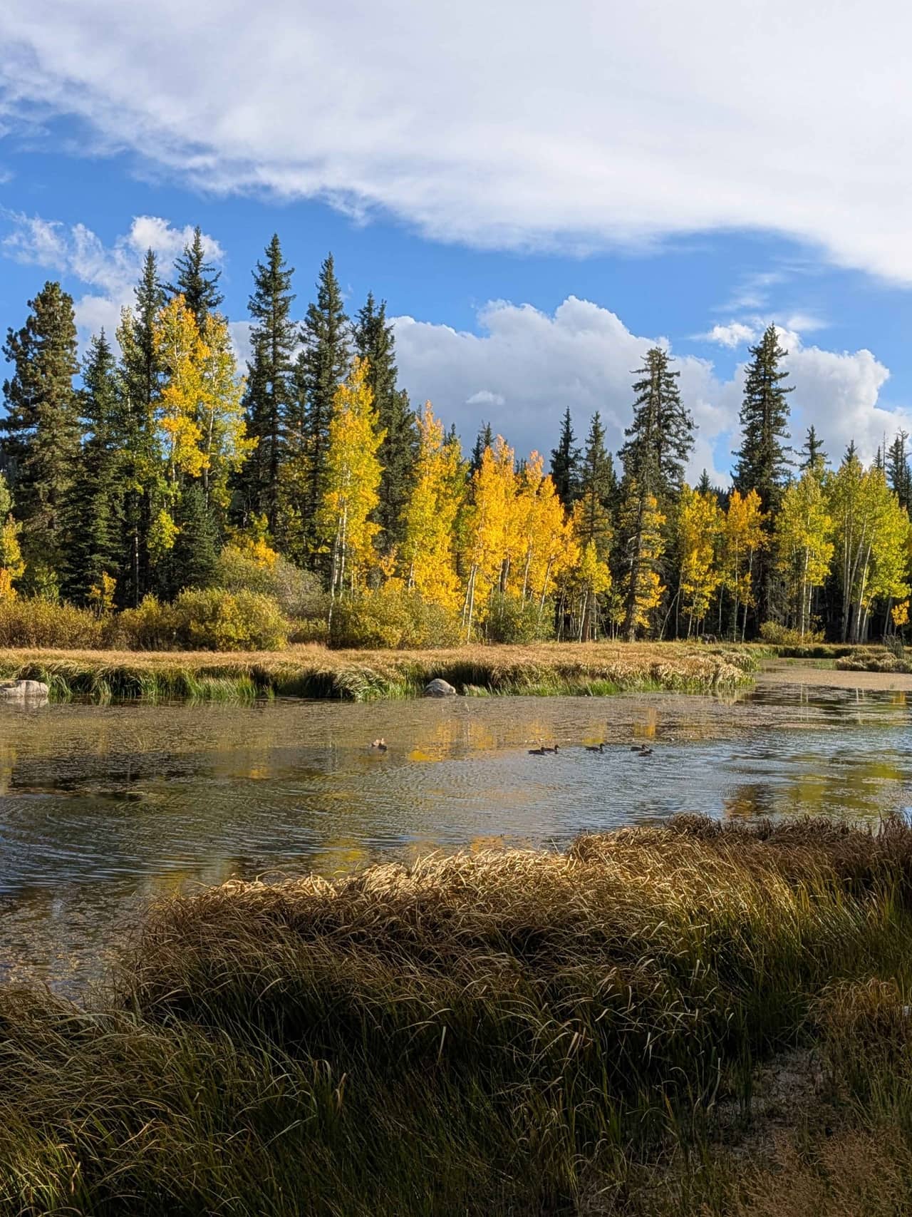 Golden aspens above a sedge meadow at the edge of Duck Creek Pond