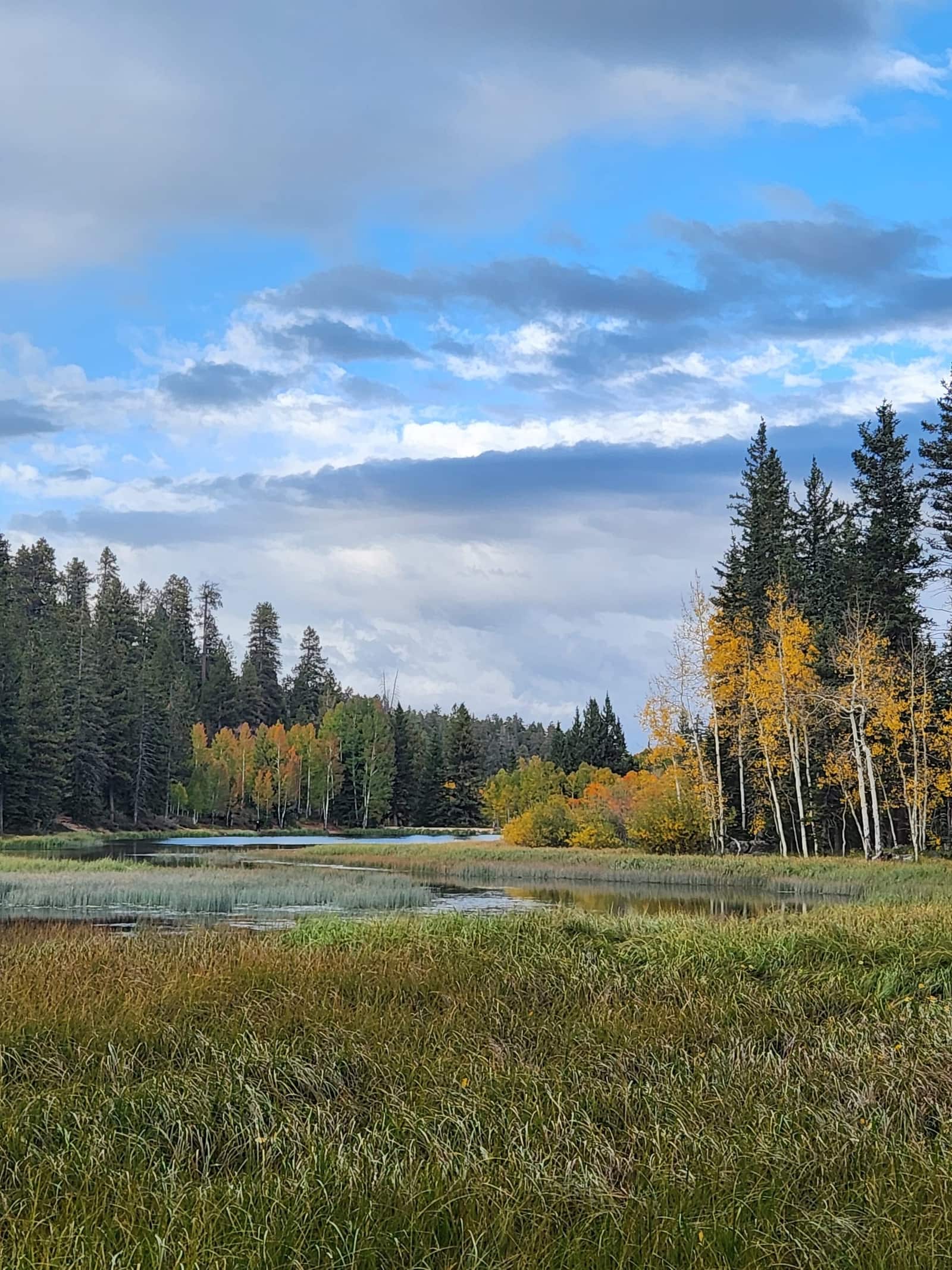 Golden aspens ringing Duck Creek Pond under a broken sky, with sedge meadow in the foreground