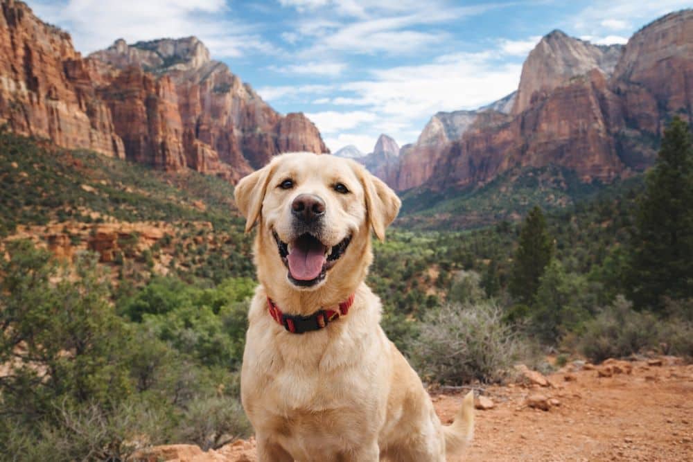 A smiling yellow Labrador sitting on a red dirt trail with Zion's sandstone cliffs and pines behind