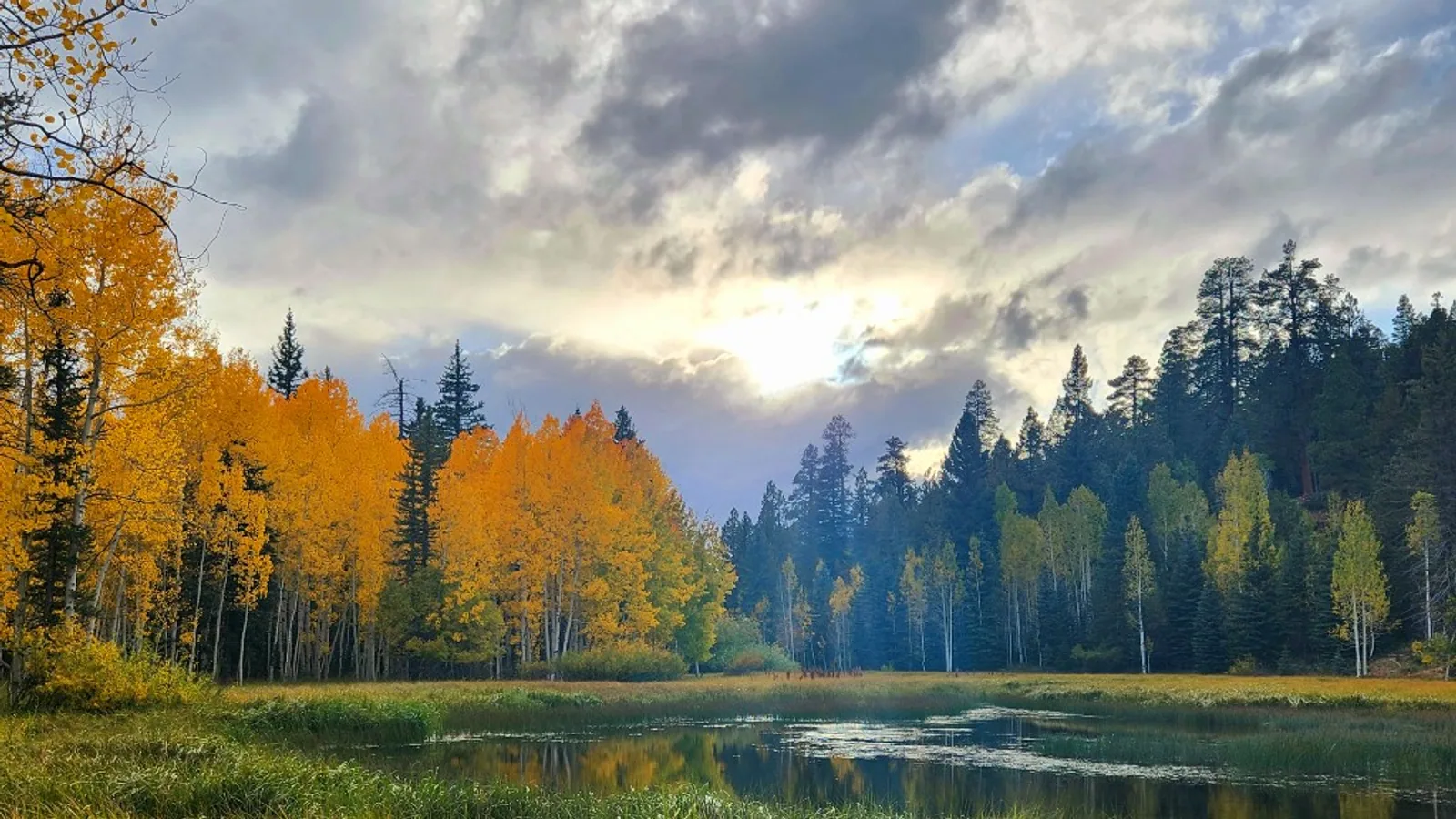Álamos temblones dorados y coníferas oscuras reflejados en un estanque quieto de Cedar Mountain, con nubes bajas de otoño