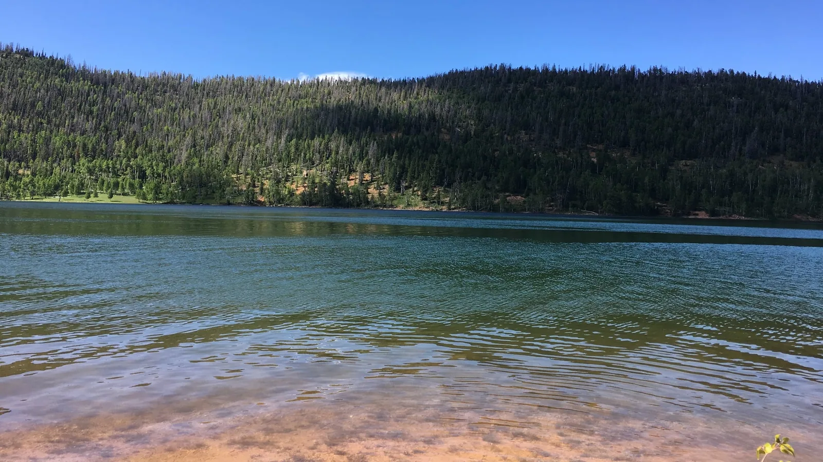 Rive du lac Navajo sous un ciel d'été bleu et dégagé, avec des épicéas et des trembles qui couvrent la colline de l'autre côté de l'eau