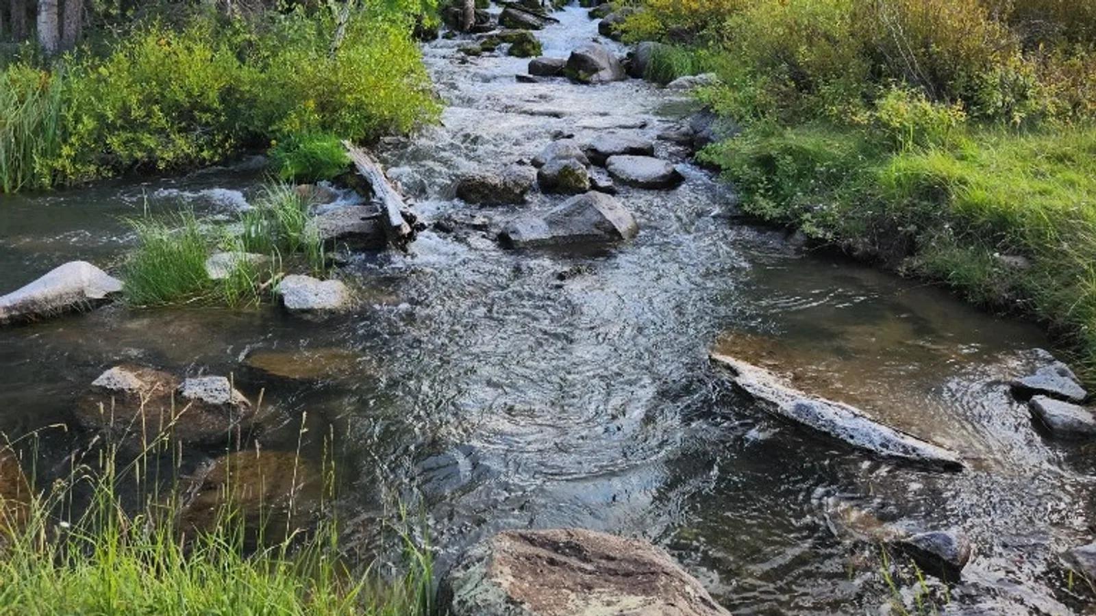 A clear mountain creek running over gray rocks between green grass and willows near Duck Creek Village