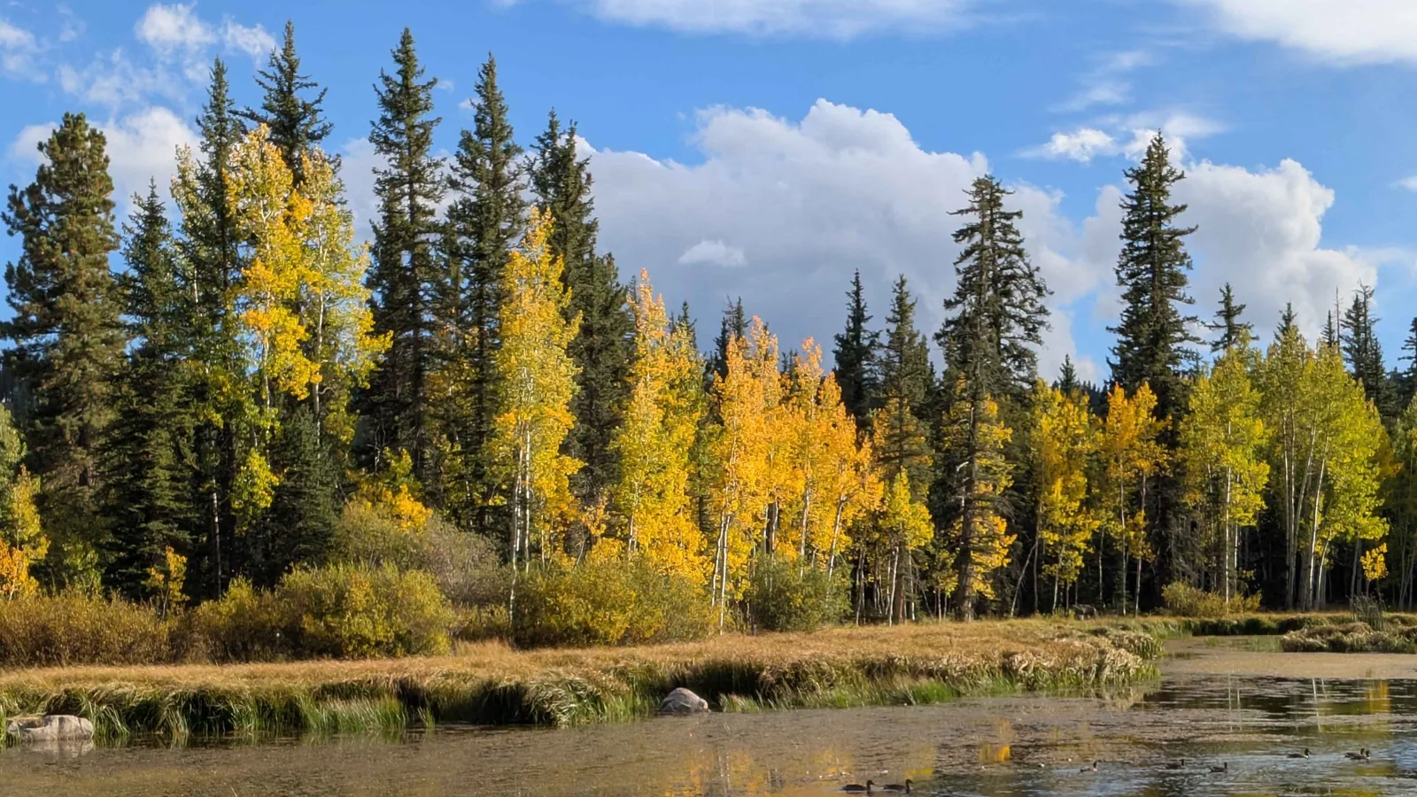 Goldene Espen und dunkle Fichten spiegeln sich im Duck Creek Pond unter blauem Septemberhimmel, Enten auf dem Wasser und trockenes Riedgras im Vordergrund