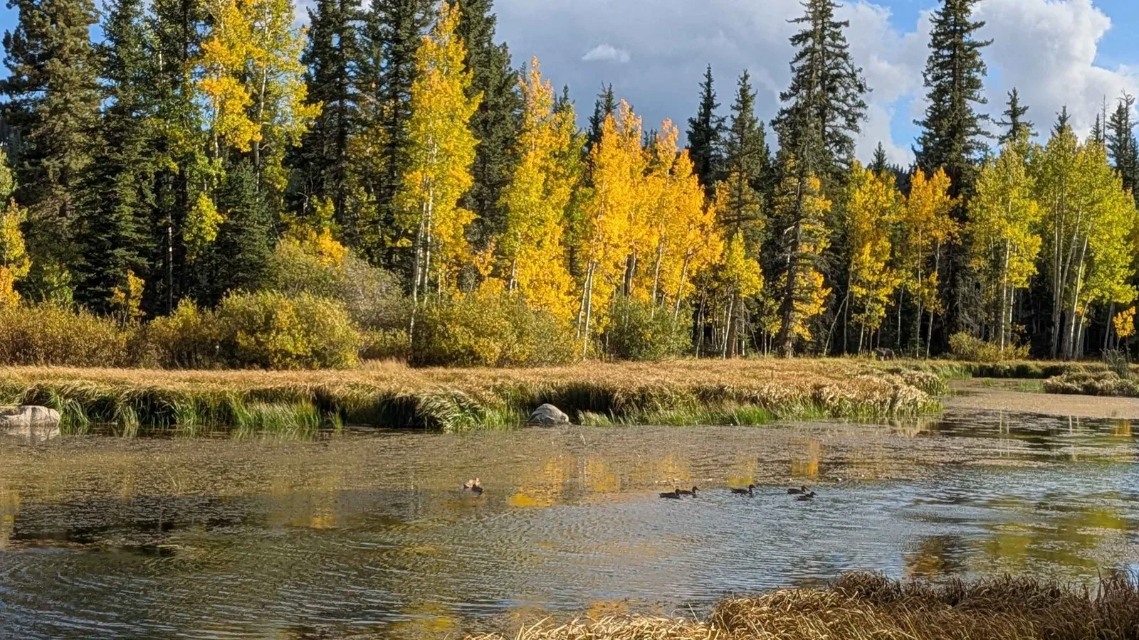 Ducks swimming on Duck Creek Pond below golden aspens and dark spruce under a blue sky with white clouds