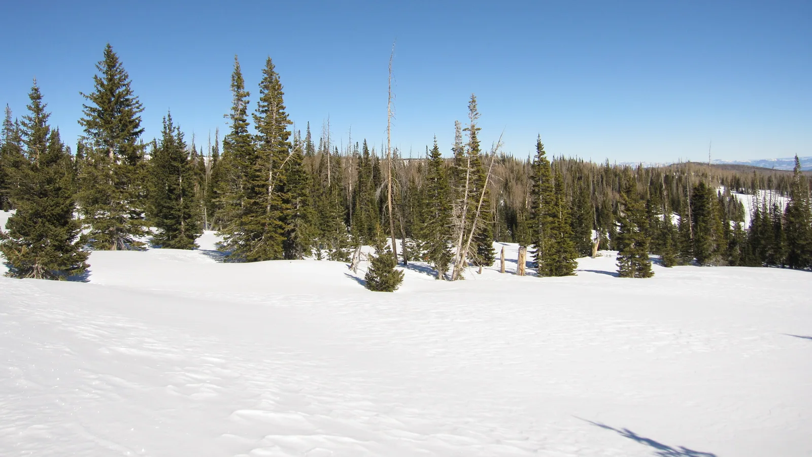 Snow-covered meadow and evergreen forest on the Markagunt Plateau under a deep blue winter sky